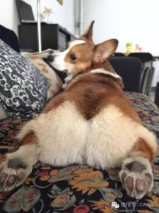 关于狗狗断尾,是好是坏,何处起因,你知道多少?