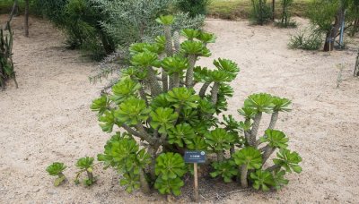 麒麟竭是什么东西