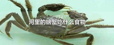 河里面的螃蟹吃什么 螃蟹在河里吃什么