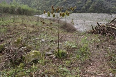 树种小科普 | 造景佳品灯台树