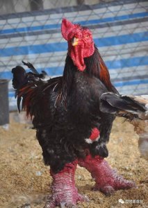 做鸡的最高境界,平时性格刚烈,上桌后香甜无比