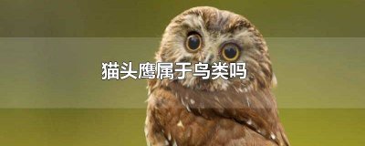 猫头鹰是鸟类么 猫头鹰是不是鸟类