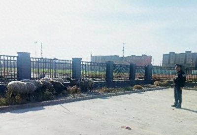 小羊集体“出逃”民警送羊回家