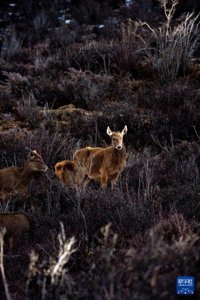 “失而复得”的西藏马鹿