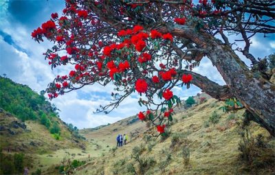 马缨花开的正艳