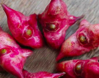 菱角能生吃,菱角可以生吃吗削皮吃么