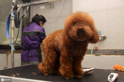 泰迪狗怎么剪毛好看?5个小技巧,狗狗美美哒!