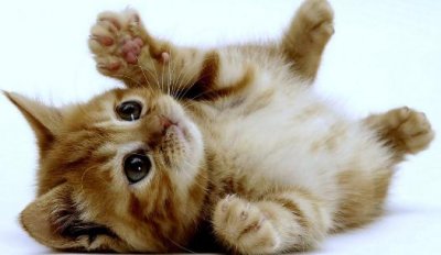 家中有萌宠:家里猫毛怎么处理?