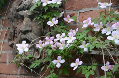 铁线莲的养殖方法和注意事项