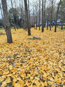 立冬问候语温暖人生(早安晨语立冬来临寒意浓)