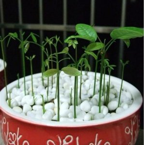 新鲜龙眼发芽了怎么办,龙眼树发芽出现卷叶有什么办法解决?