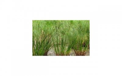 涨水的说说(水利部门回应洛河涨水)