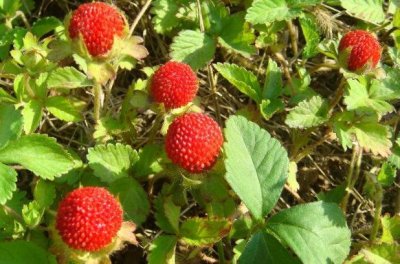 农村一种野果,据说是蛇吃的,现在知道价值很高