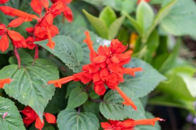 怎样使一串红安全度夏