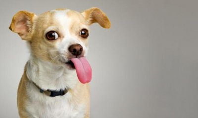 想养狗狗吗?新手养狗的具体攻略