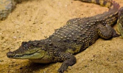 鳄鱼寿命最长是多少年,鳄鱼的寿命一般是多少